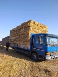 продажа щенков немецкой овчарки с документами в бишкеке: Саман туктор плотный чоон чоон метровый таза аппак. с доставкой выше — 3