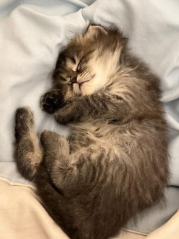 коты на вязку: 🎁 Полностью домашние, к лотку и миске приучены (ну, почти — они — 5