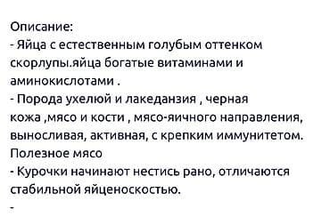 бролер петух: Продаю | Инкубационные яйца | Для разведения — 4