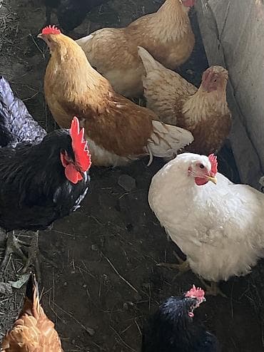 прокат платья: Кара - Балта В связи с переездом, Продаю женские вещи Б/У в хорошем — 2