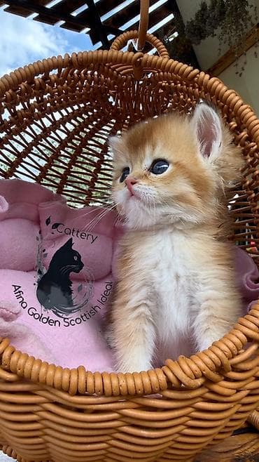 кошка черная: Скотиш Фолд (Шотландская вислоухая), 1 месяц, Мальчик, Золотая шиншилла, Приучена к лотку, Проглистована, С документами — 10