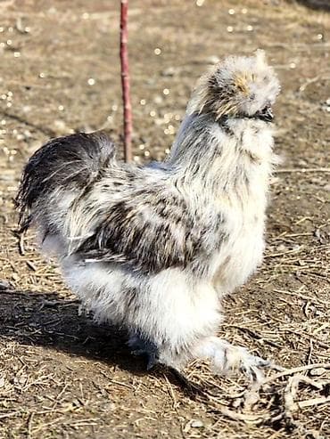 шотландская вислоухая кошка черная: Продаю | Куры, Петух — 3