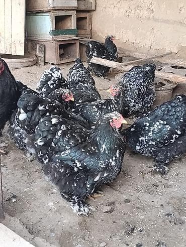 яйца попугаев: Продаю | Инкубационные яйца | Для разведения — 8