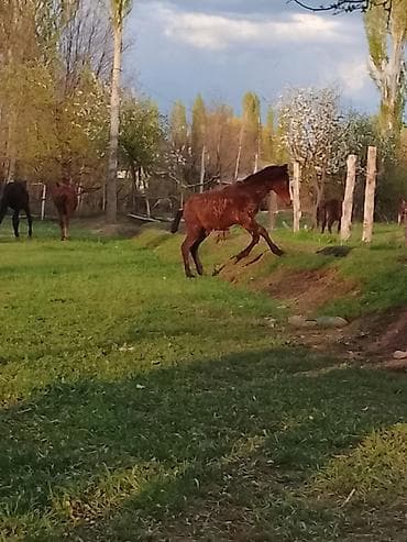 колбасный цех: Продаю | Конь (самец) — 3