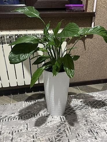 Комнатное растение Спатифиллюм (Spathiphyllum) в декоративном кашпо -
