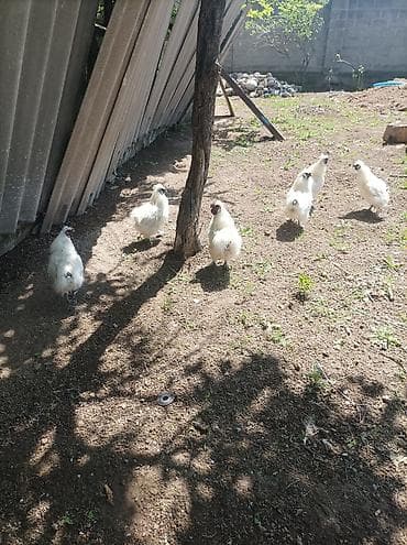 куры живые: Продаю | Петух | На забой, Для разведения — 2