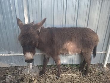 ишака: Осёл (молодой жеребец/ослица – на фото виден компактный рост и густая — 2