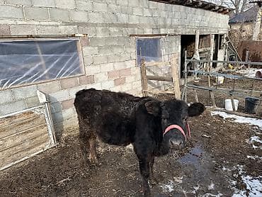 куплю собаку в бишкеке: Срочно 🚨 — 3