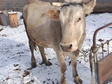 сөөл жан: Сатам | Уй (ургаачы) | Көбөйтүү үчүн, Сүт алуу үчүн — 5