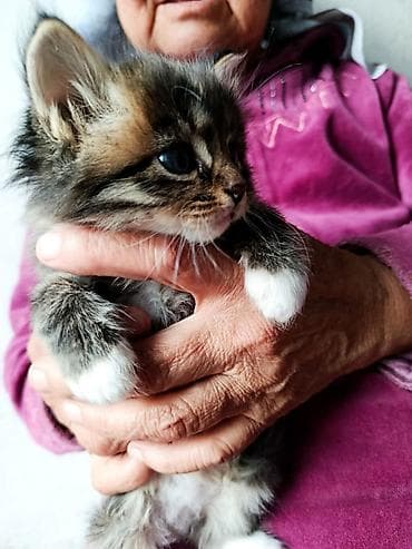 малинкий кошка: Котята, пушистые тигрята с белыми «носочками» и мягкими лапками — 1