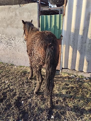 ахалтекинская лошадь цена: Продаю | Жеребенок | Полукровка | Рабочий | Племенные — 6