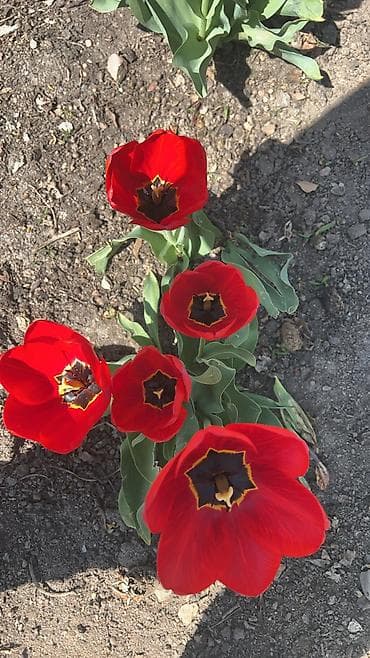 дом купить сокулук: Иссык-Кульская область,Иссык-Кульский район,село — 5