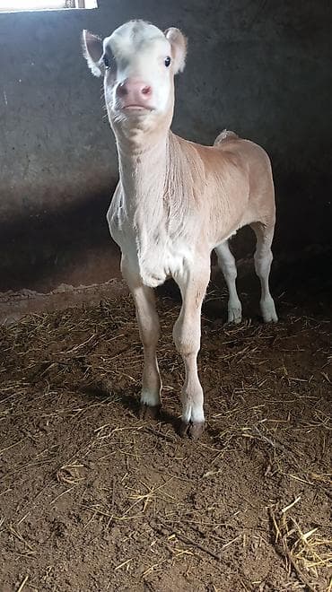 маточное молоко: Продаю | Корова (самка) | Для молока | Привязанные — 5