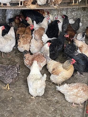 Животные: Продаю | Куры, Петух, Инкубационные яйца | Полубрама, Домашняя | На забой, Для разведения, Несушки — 7