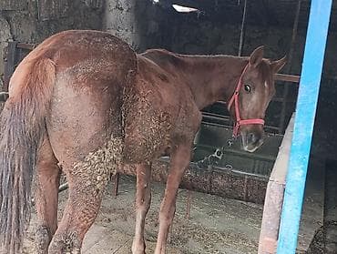 Продаю | Кобыла (самка) | Рабочий | Мерин