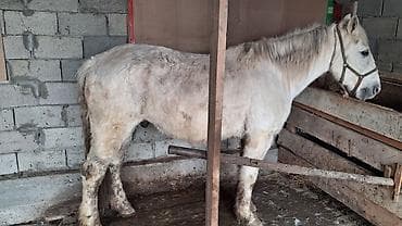 ат ахилес: Продаю | Кобыла (самка) | Для разведения | Племенные — 5