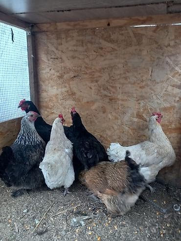 меняю на кур: Продаю | Куры | Несушки — 4