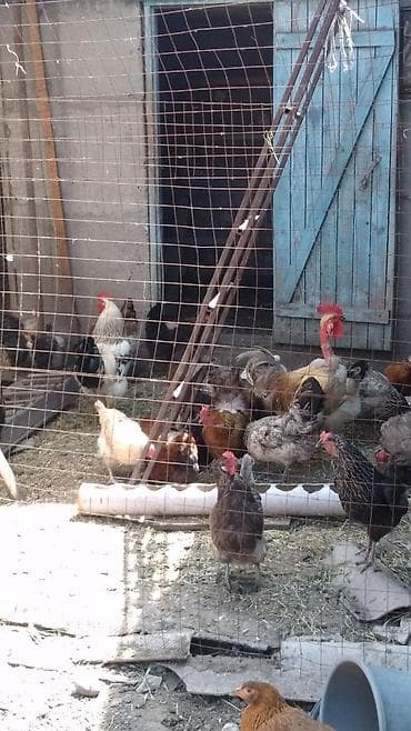 куда можно отдать кошку в бишкеке: Продаю | Куры — 3