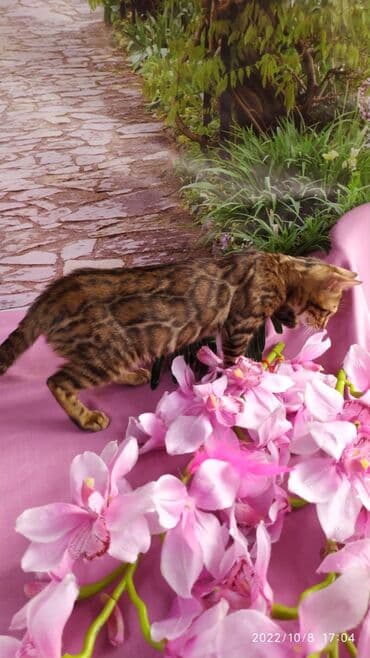 новорожденные котята: Бенгальские Детки .проф питомник Бен Гла Мур. предлагает Девочек и — 24