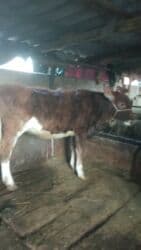 купить породистую кошку: Продаю | Тёлка | Симментальская | Для разведения | Не стельные — 4