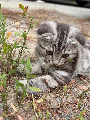 шотландский вислоухий котенок: Шотландские вислоухие котята, окрас серебристый табби. - Порода — 4