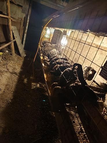 кекилик бишкек: Сатам | Балапан күрп | Бройлер | Союуга — 1