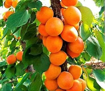 штамбовые: Обрезка плодовых деревьев (сад) Обработка от насекомых и вредителей — 3