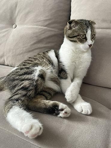 Үй жаныбарлары: Шотландская вислоухая кошка (скоттиш‑фолд) Девочка 6,5 месяца — 1