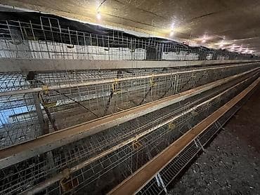 инкубатор аренда: Многоярусные клеточные батареи для содержания птицы — 1