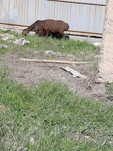 куплю мясо кролика: Продаю | Овца (самка) | Арашан | Для разведения | Котные — 10