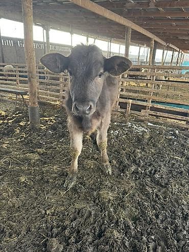 купит лошат: Продаю | Музоо, торпок | Швицкая | На откорм — 7