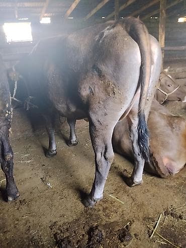 карова галштин: Продаю | Корова (самка) | На забой — 7