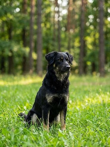 Собака даром: 1 год, Самка