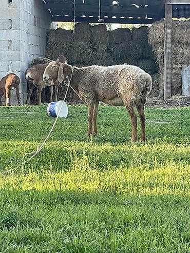 стелная карова: Продаю | Овца (самка) | Для разведения — 1