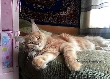 котят в хорошие руки: 🐾 В продаже элитные котята мейн-куны с полным пакетом Документов — 7