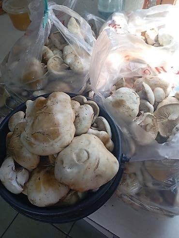 пл: Грибы Синеножка горные - Сортировка крупные и средние шляпки, с — 2