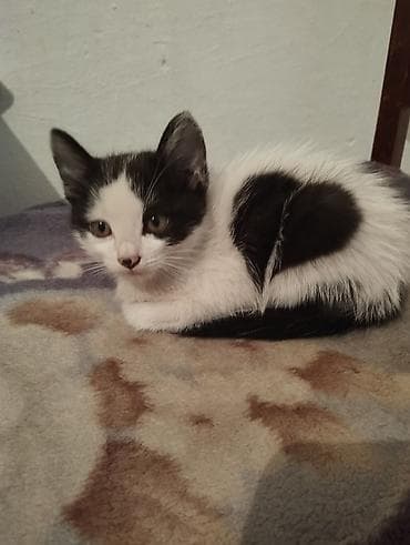 купить сиамских котят: Котята домашние, короткошёрстные. Описание:отдам котят в добрые руки — 2