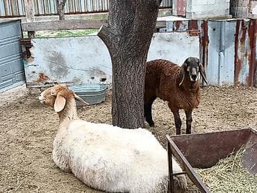 продаю животных: Продаю | Овца (самка) | Для разведения | Матка — 4