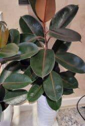 аквариум с рыбой: Комнатные растения в горшках Оптом и розницу - Антуриум (красные — 23