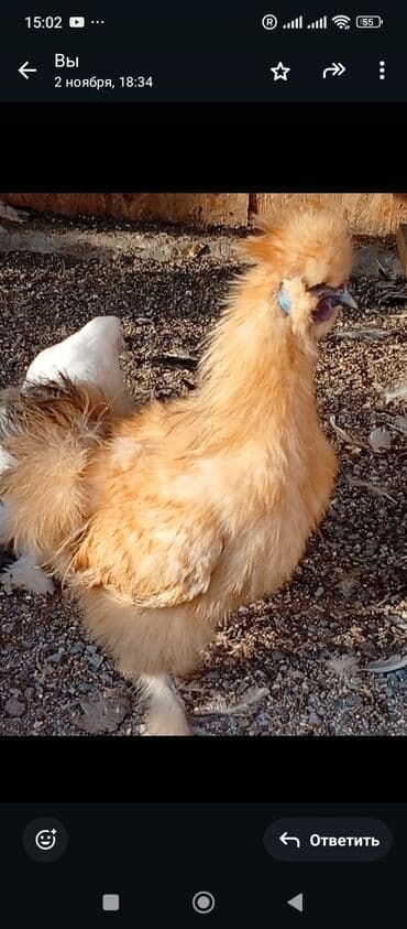 кролик декоративный: Продаю | Петух | Для разведения — 1