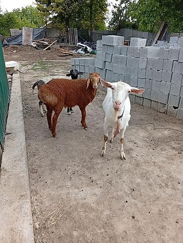 продам козу дойную: Продаю | Ягненок | Арашан | Для разведения — 4