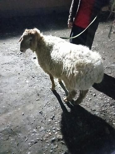 гисарский баран: Продаю | Овца (самка) | Для разведения — 1
