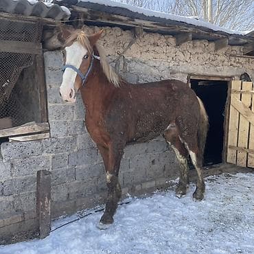 чк лошадь: Продаю | Жеребец | Рабочий — 3