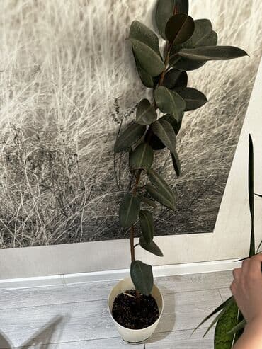 электроножница садовые: Цветы!!! Продаются цветы : живое дерево фикус — 7