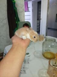 декоративные заборы: Кролик с окрасом, сочетающим белый и светло-коричневый цвета. Обладает — 18