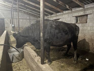 молоко варка: Продаю | Корова (самка) | Швицкая | Для молока — 2