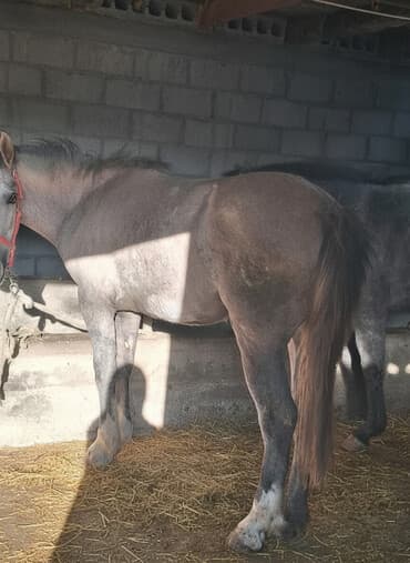 продажа щенков немецкой овчарки с документами в бишкеке: Сатам | Бээ (ургаачы) | Союуга, Көбөйтүү үчүн — 1