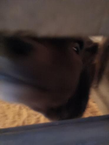 корова ала тоо: Продаю | Музоо, торпок — 5