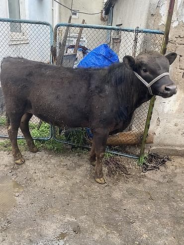 продаю быков: Продаю | Бык (самец) | На откорм | Привязанные — 2