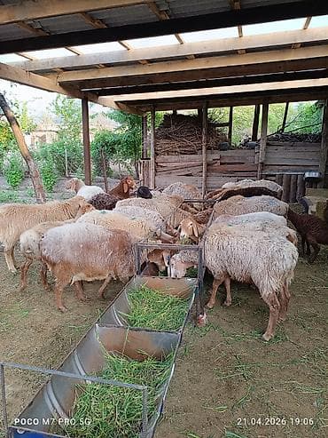 живой вес: Продаю | Овца (самка) | Арашан | Для разведения | Матка — 6